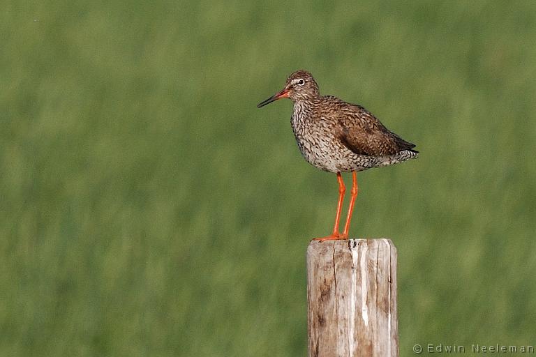 ENE-20090629-0192.jpg - [nl] Tureluur ( Tringa totanus ) | Eck en Wiel, Nederland[en] Common Redshank ( Tringa totanus ) | Eck en Wiel, The Nederlands